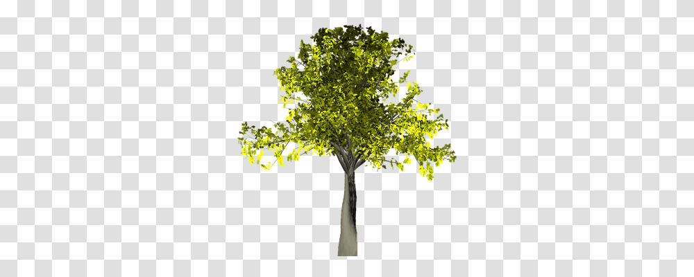 Tree Nature, Plant, Tree Trunk, Cross Transparent Png