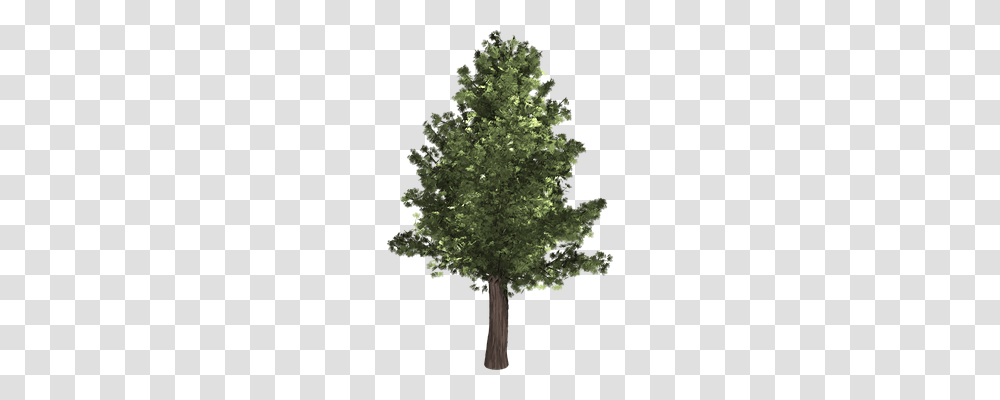 Tree Nature, Plant, Maple, Fir Transparent Png