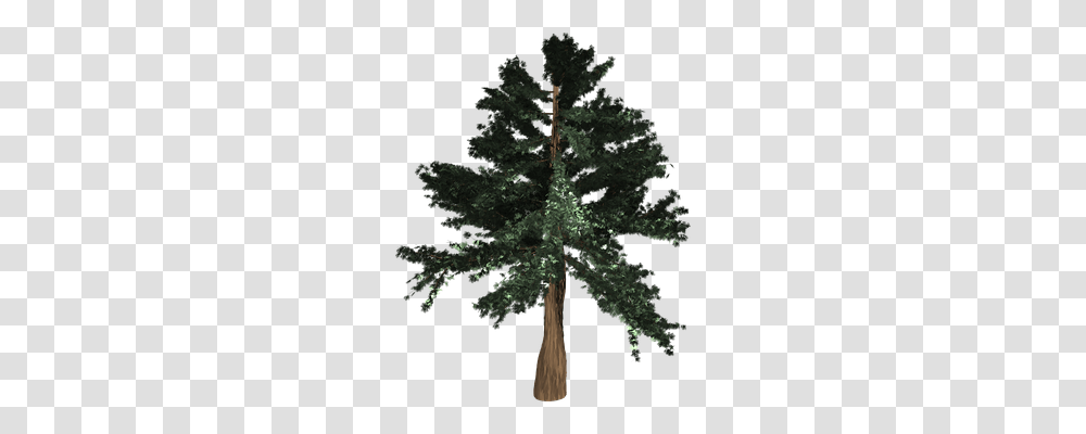 Tree Nature, Plant, Pine, Fir Transparent Png