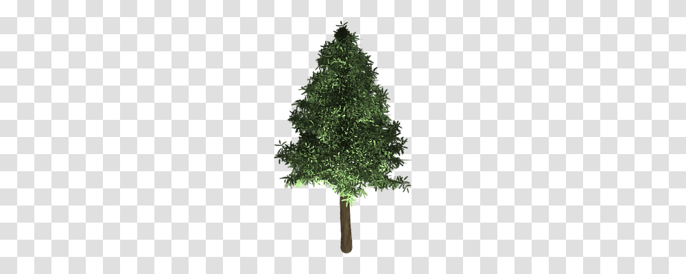 Tree Nature, Plant, Christmas Tree, Ornament Transparent Png