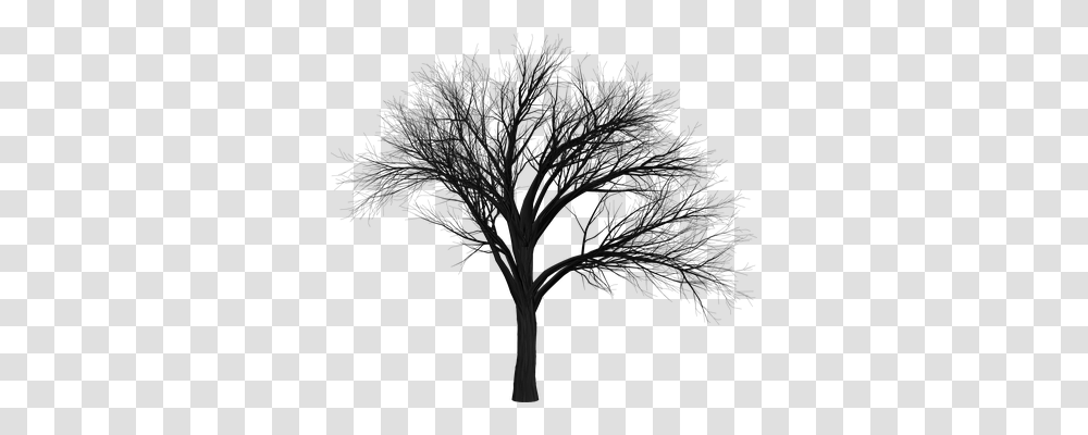 Tree Nature, Plant, Outdoors, Night Transparent Png