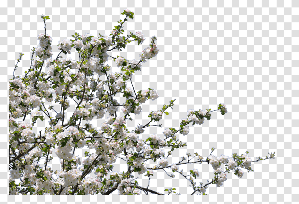 Tree 960, Flower, Plant, Cherry Blossom, Petal Transparent Png