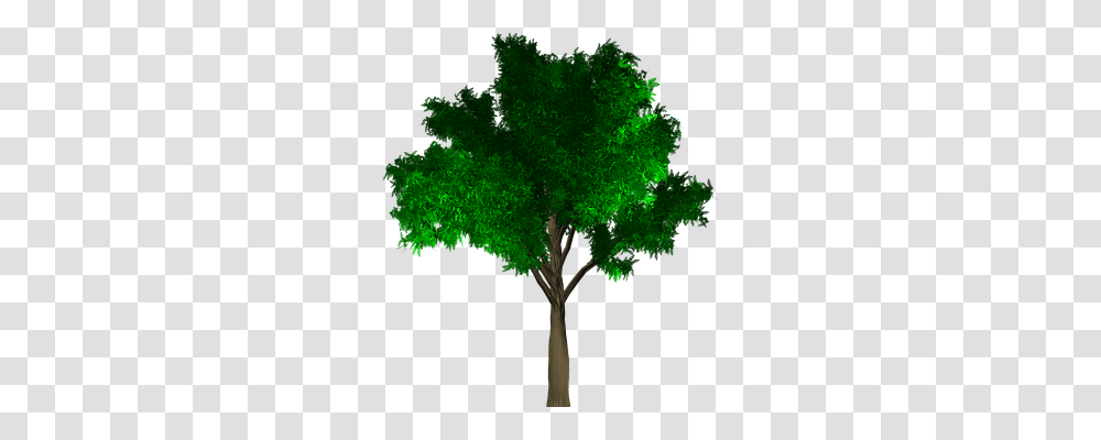 Tree Nature, Plant, Leaf, Tree Trunk Transparent Png