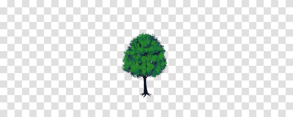 Tree Nature, Plant, Moss, Maple Transparent Png