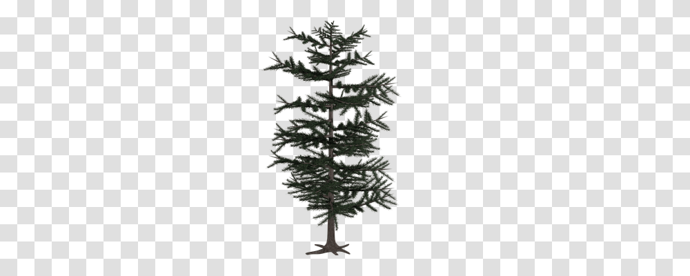 Tree Nature, Plant, Ornament, Christmas Tree Transparent Png