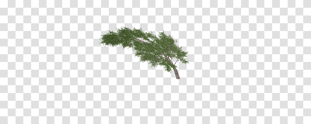 Tree Nature, Plant, Leaf, Bush Transparent Png