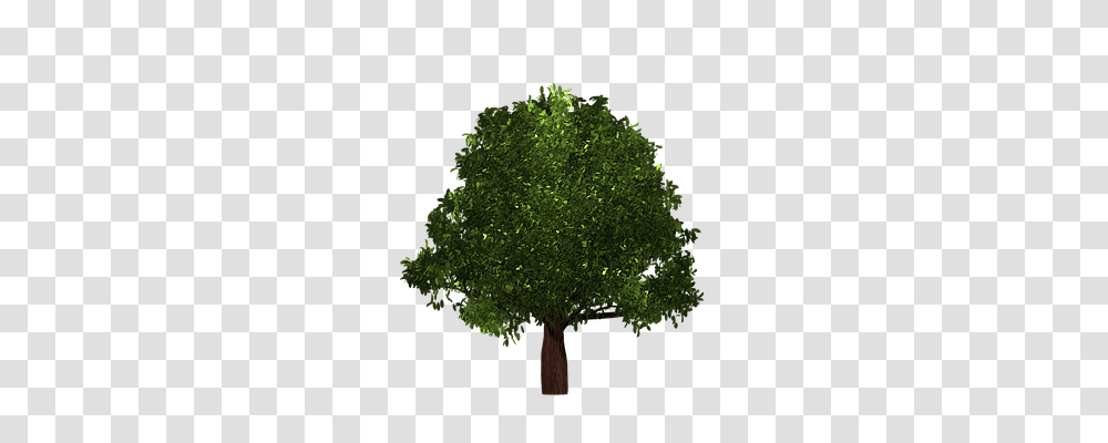 Tree Nature, Plant, Maple Transparent Png