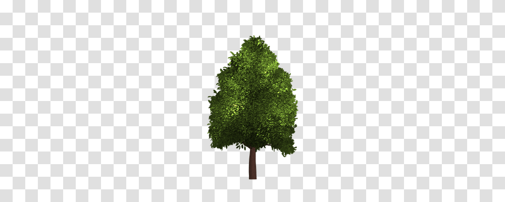 Tree Nature, Plant, Maple, Leaf Transparent Png