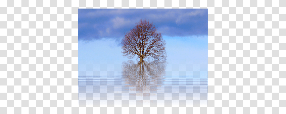 Tree Nature, Plant, Outdoors, Flood Transparent Png