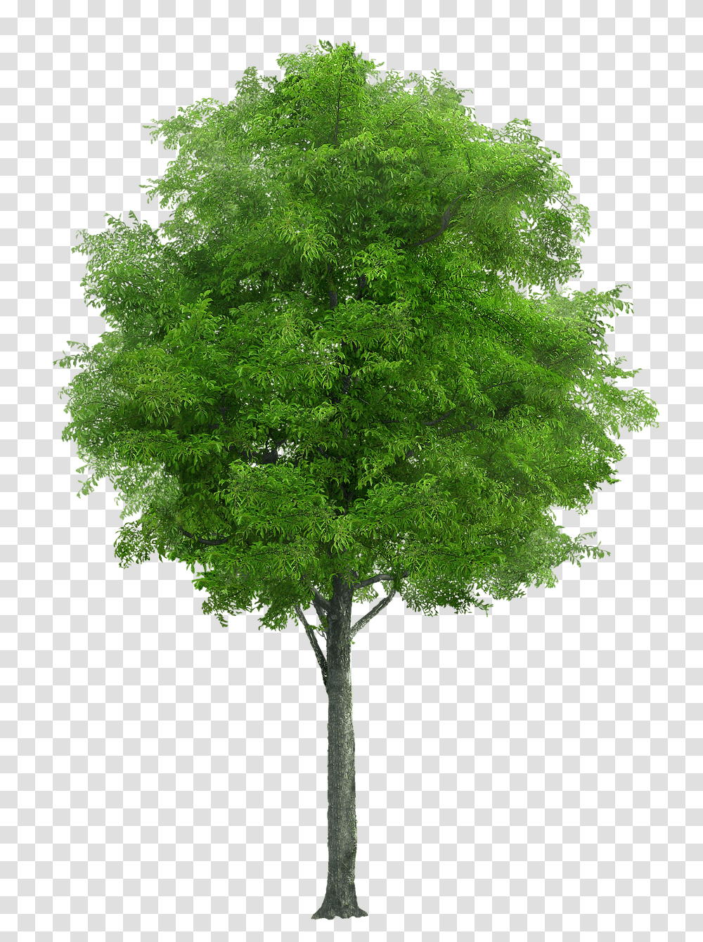 Tree Nature, Plant, Maple, Cross Transparent Png