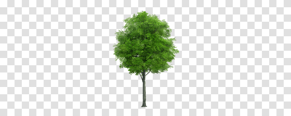 Tree Nature, Plant, Maple, Oak Transparent Png