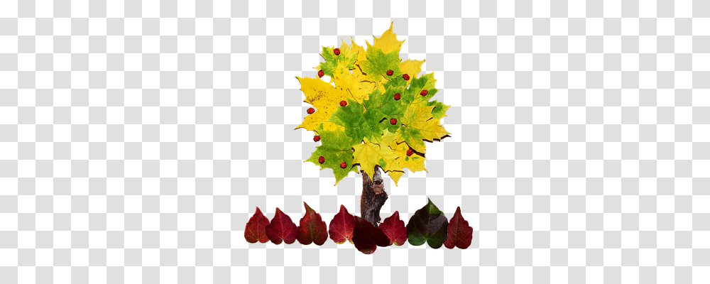 Tree Food, Leaf, Plant, Maple Transparent Png