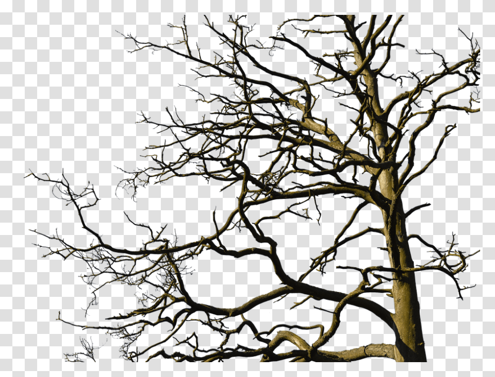 Tree 960, Nature, Outdoors, Plant, Pattern Transparent Png