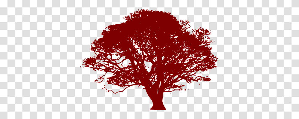 Tree Nature, Plant, Flower, Blossom Transparent Png