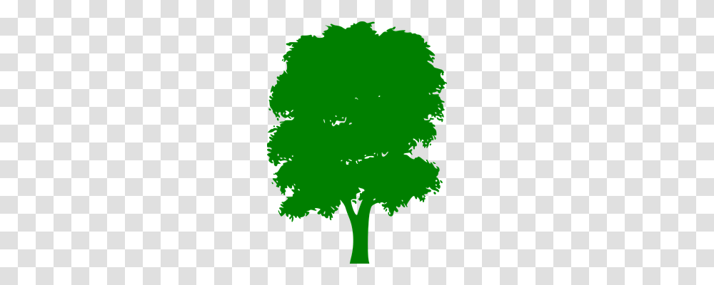 Tree Nature, Green, Leaf, Plant Transparent Png