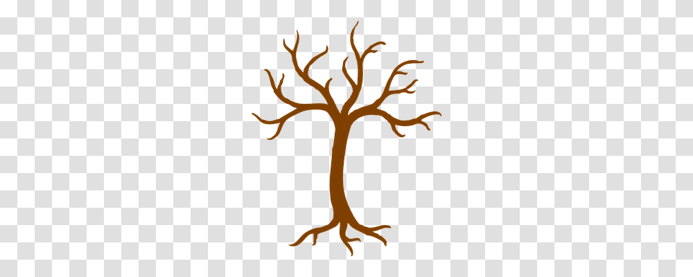 Tree Nature, Plant, Coat Rack Transparent Png