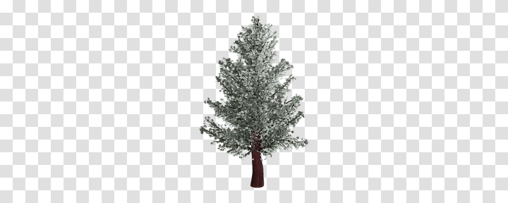 Tree Nature, Plant, Conifer, Fir Transparent Png