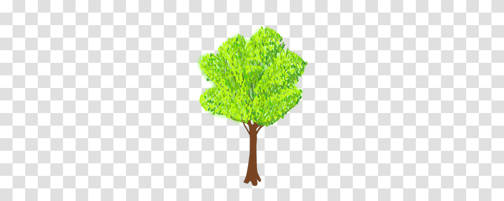 Tree Nature, Plant, Leaf, Moss Transparent Png