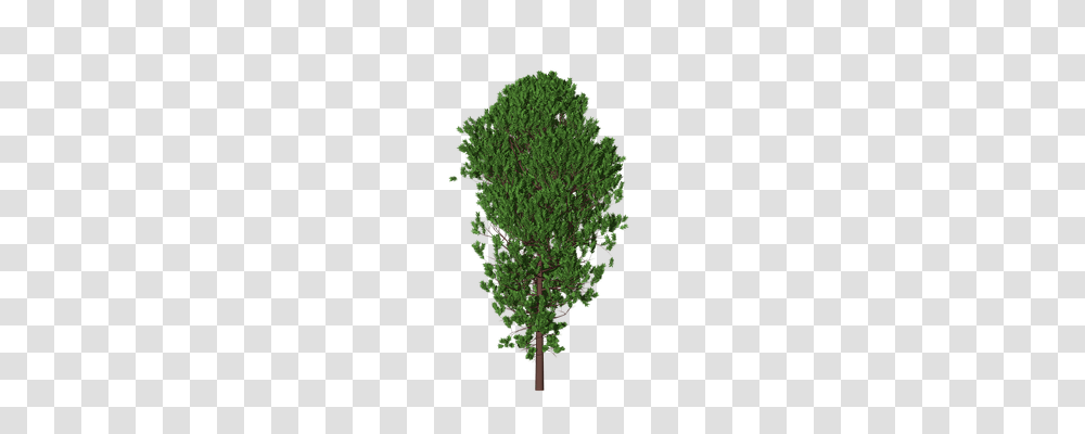 Tree Nature, Plant, Conifer, Moss Transparent Png
