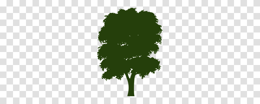 Tree Nature, Green, Plant, Vegetation Transparent Png