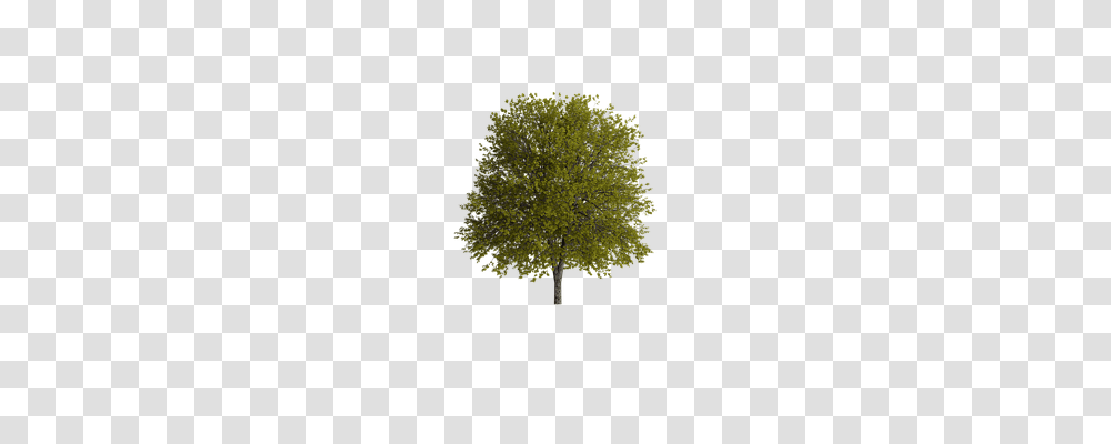 Tree Nature, Plant, Vegetation, Scenery Transparent Png