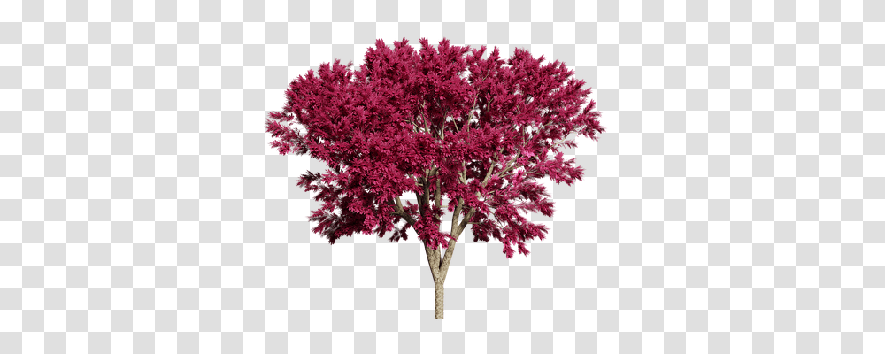 Tree Nature, Plant, Flower, Blossom Transparent Png