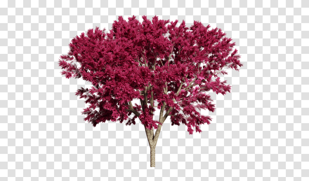 Tree Nature, Plant, Maple, Flower Transparent Png