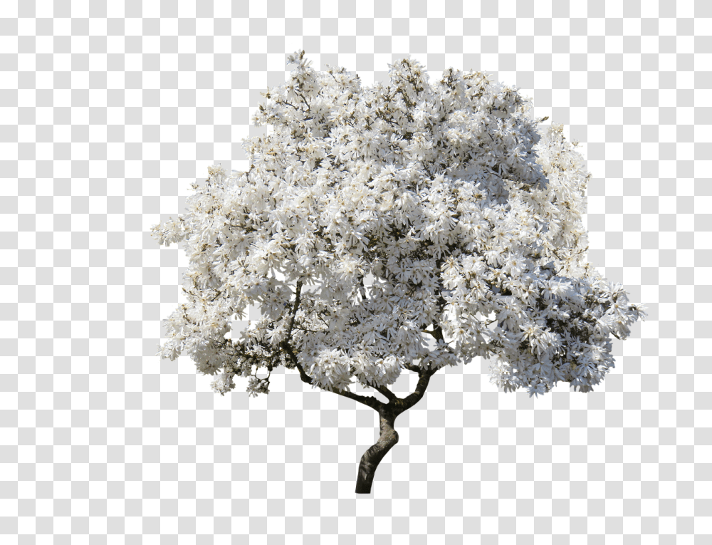 Tree Nature, Plant, Flower, Fungus Transparent Png