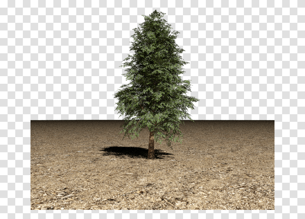 Tree 3d Model Pine Tree 3d, Plant, Fir, Abies, Christmas Tree Transparent Png