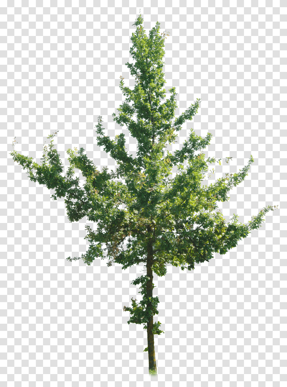 Tree 4k Cut Out Transparent Png