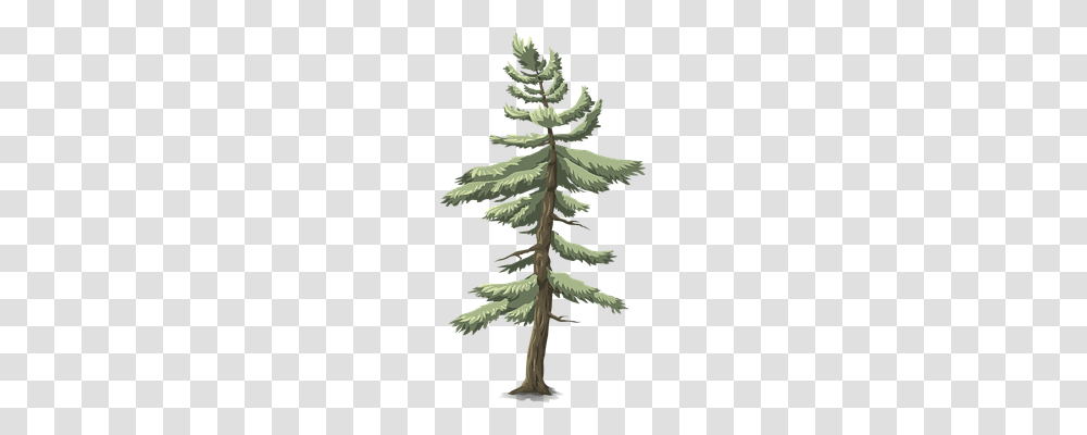 Tree Nature, Plant, Conifer, Fir Transparent Png