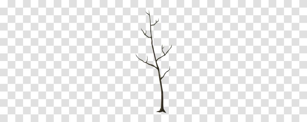 Tree Nature, Plant, Flower, Anther Transparent Png