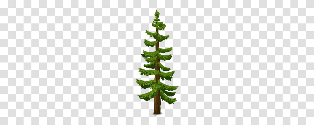 Tree Nature, Plant, Conifer, Pine Transparent Png