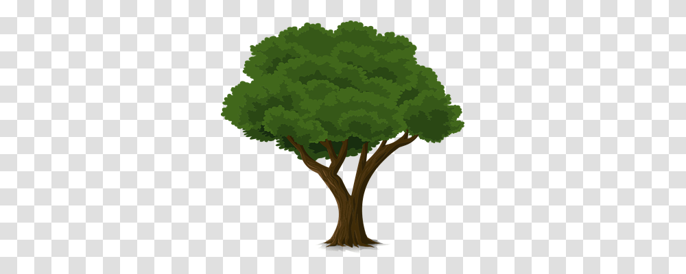 Tree Nature, Plant, Vegetation, Rainforest Transparent Png