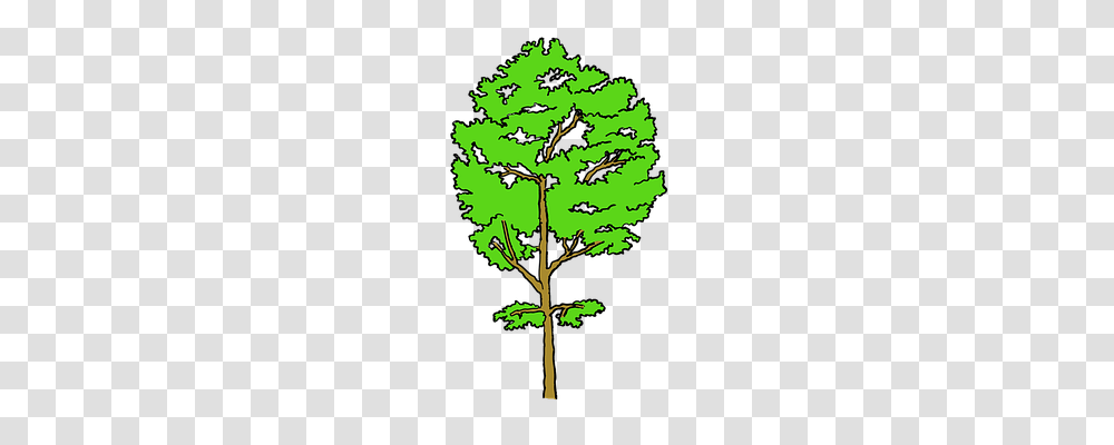 Tree Nature, Plant, Oak, Sycamore Transparent Png