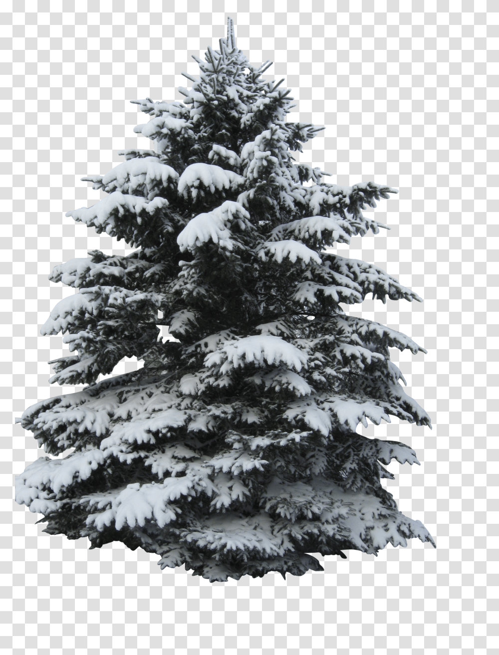 Tree Clip, Holiday, Plant, Fir, Abies Transparent Png
