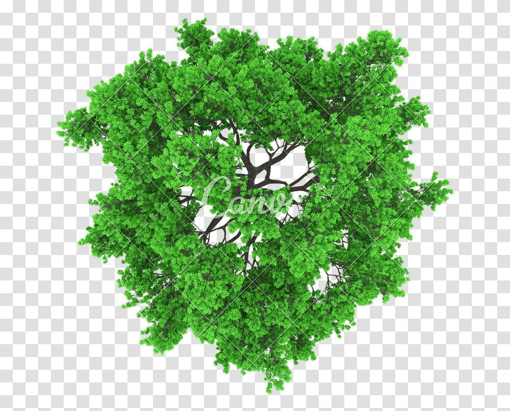 Tree Aerial View Tree Aerial View, Plant, Leaf, Vegetation, Green Transparent Png