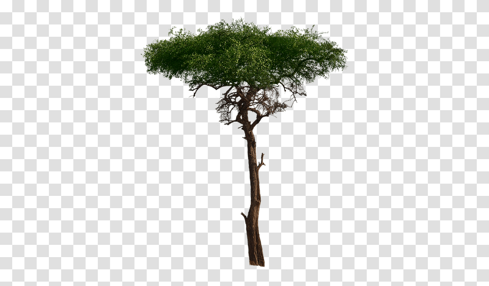 Tree Aesthetic Foliage Burkea Africana African African Tree, Plant, Moss, Cross, Vegetation Transparent Png