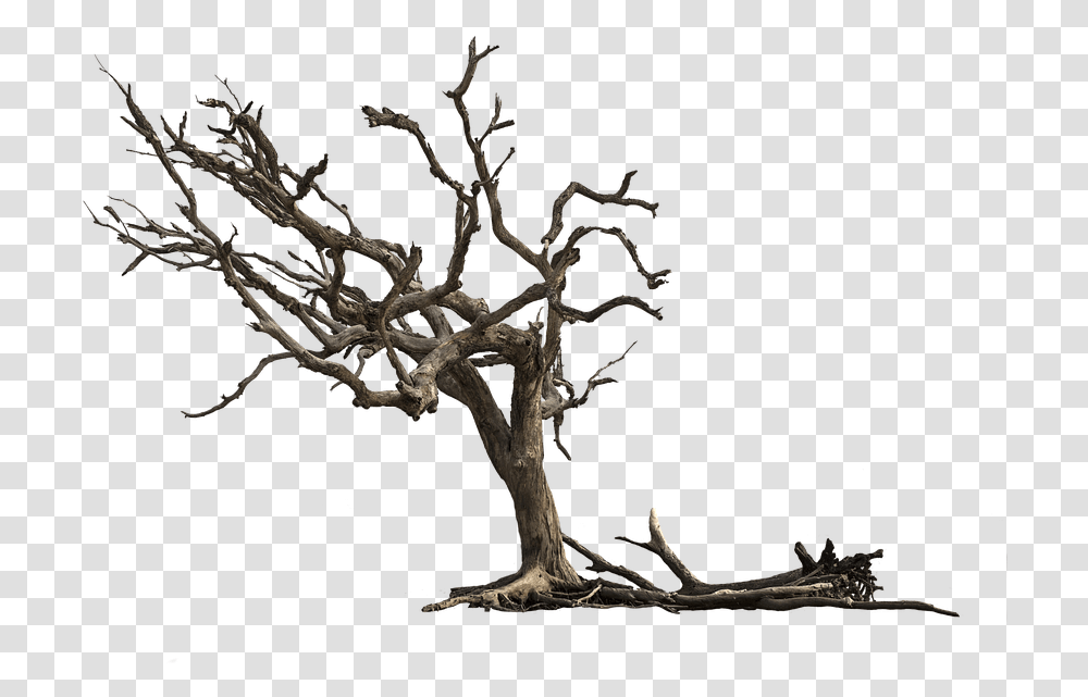 Tree Aesthetic Nature Isolated Gnarled Branches Dead Tree, Plant, Root, Wood, Bonsai Transparent Png
