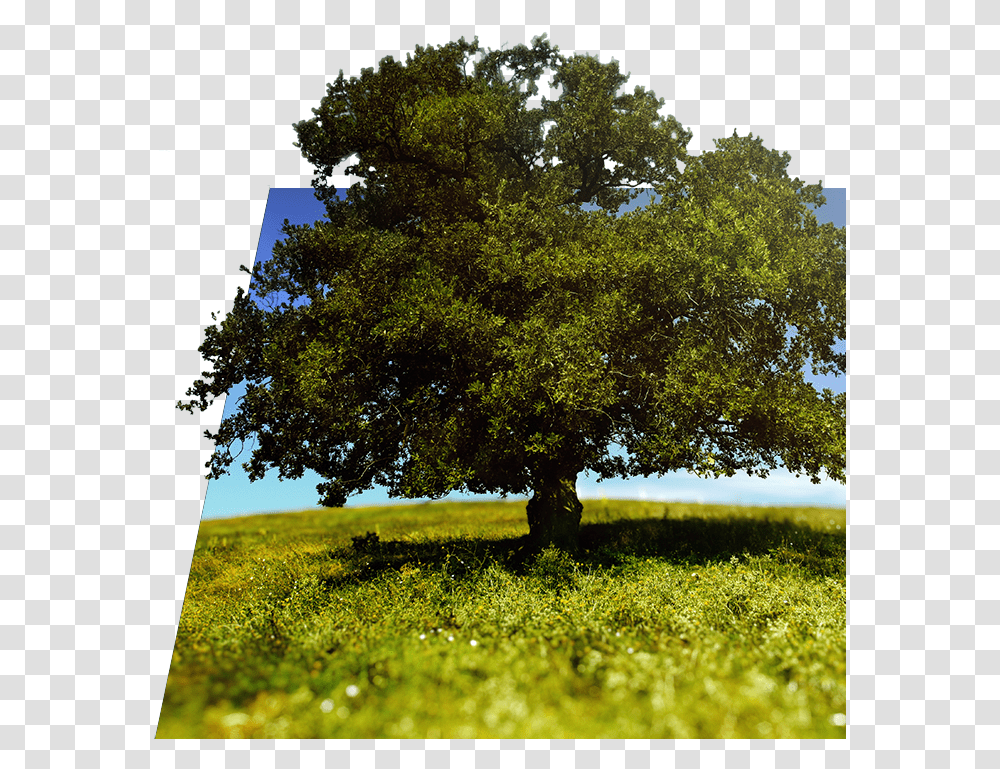 Tree And Nature High Quality Pictures Trees, Plant, Grassland, Outdoors, Field Transparent Png