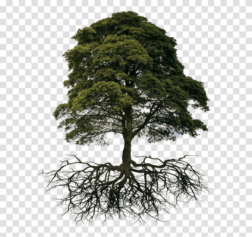 Tree And Root Healthy Tree With Roots, Plant, Cross, Oak Transparent Png