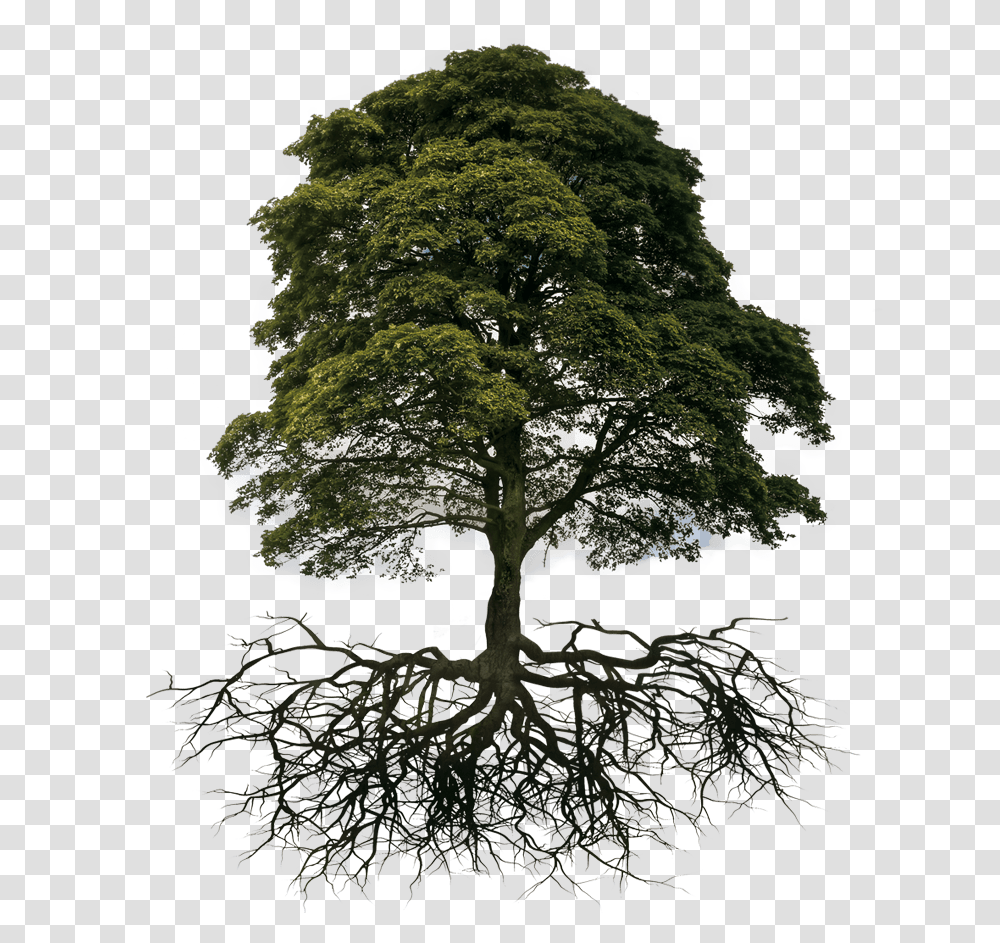 Tree And Root Image Tree With Root, Plant, Oak, Potted Plant, Vase Transparent Png