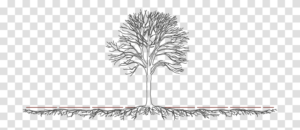 Tree And Root System, Plant, Lamp, Chandelier Transparent Png