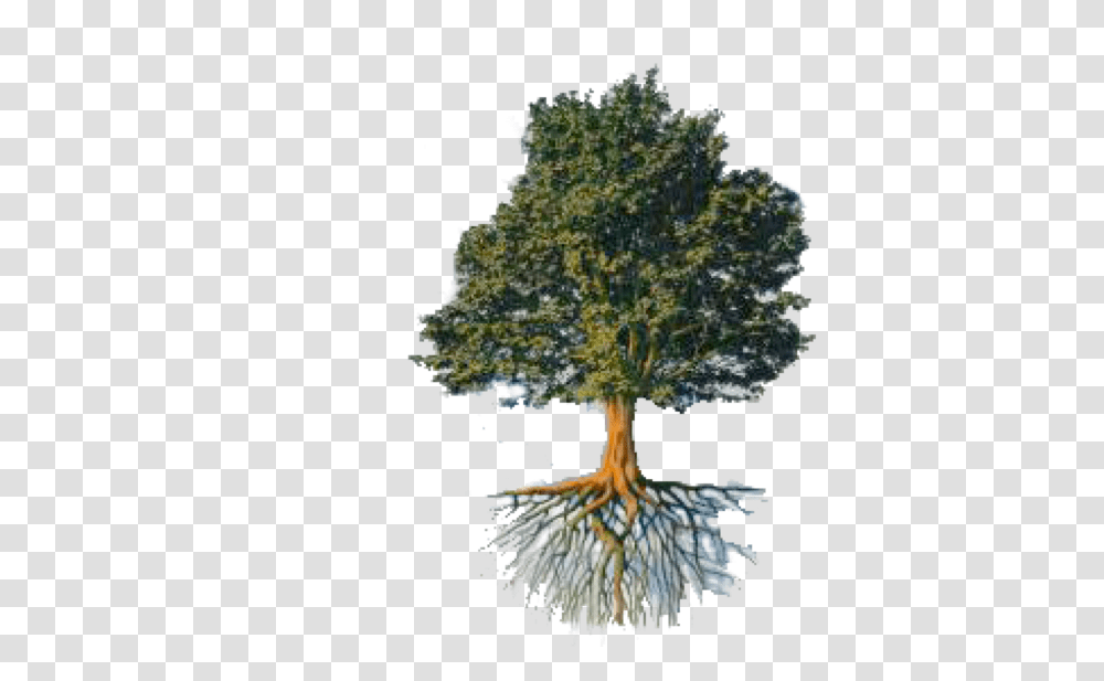 Tree And Roots Ford Doolittle Reticulated Tree, Plant, Bush, Vegetation, Pottery Transparent Png