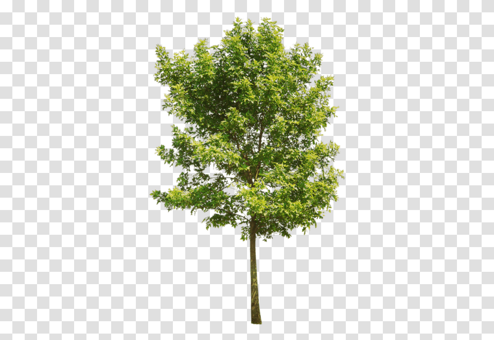Tree And Vectors For Free Download Dlpngcom Background Aspen Tree, Plant, Maple, Oak, Bird Transparent Png