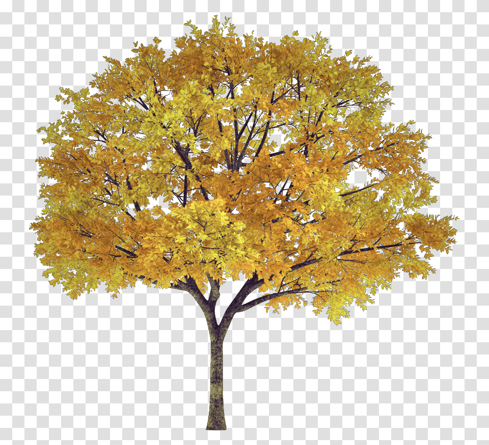 Tree Arbol Frondoso Leafy Follaje Foliage Autumn Autumn Tree, Plant, Maple Transparent Png