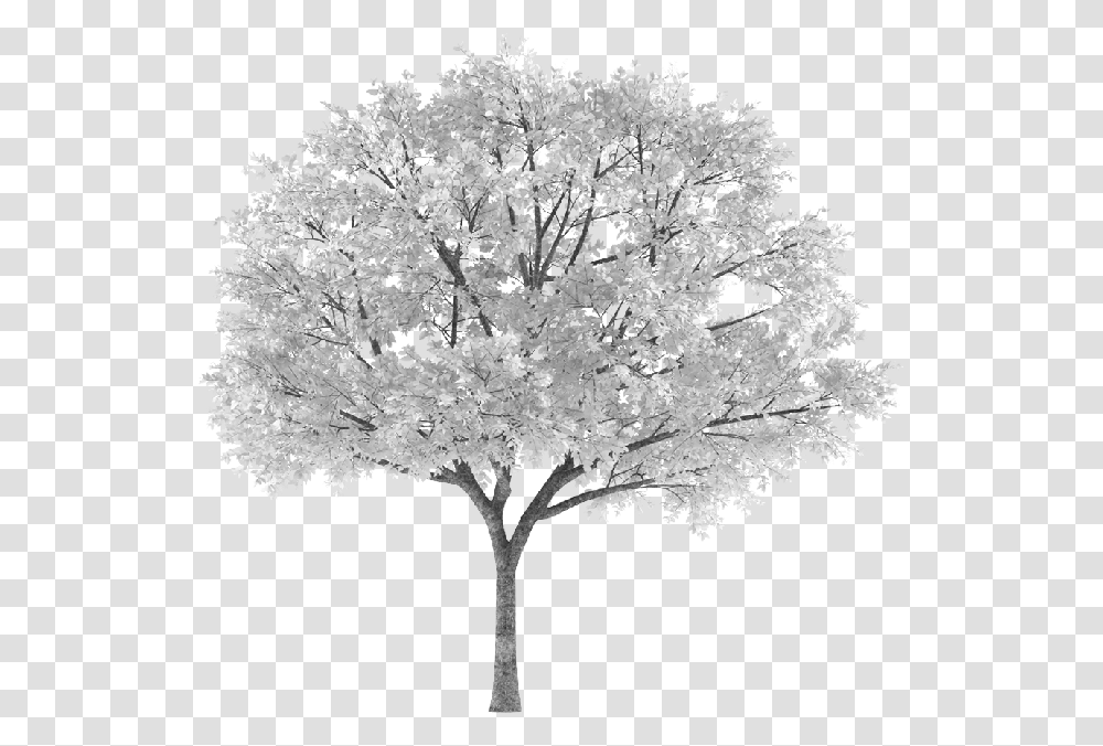 Tree Arbol Snowy Nevado White Blanco Sauce Willow Frond Background Autumn Tree, Plant, Flower, Blossom, Rug Transparent Png