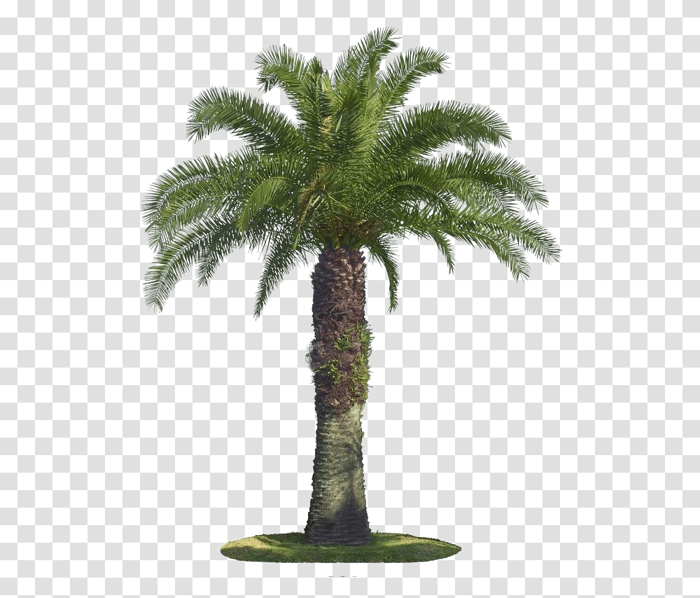 Tree Arecaceae Coconut Palm Tree Image Free, Plant, Cross Transparent Png