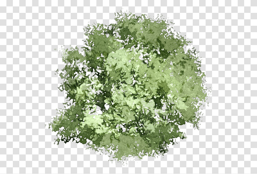 Tree Art Plan, Plant, Bush, Vegetation, Geranium Transparent Png