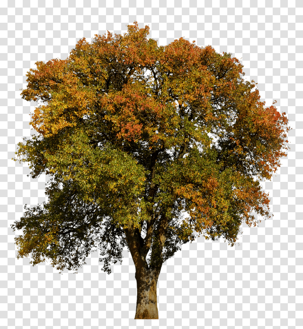 Tree Autumn Leaves Aesthetic Colorful Tribetree Aesthetic Autumn, Plant, Tree Trunk Transparent Png